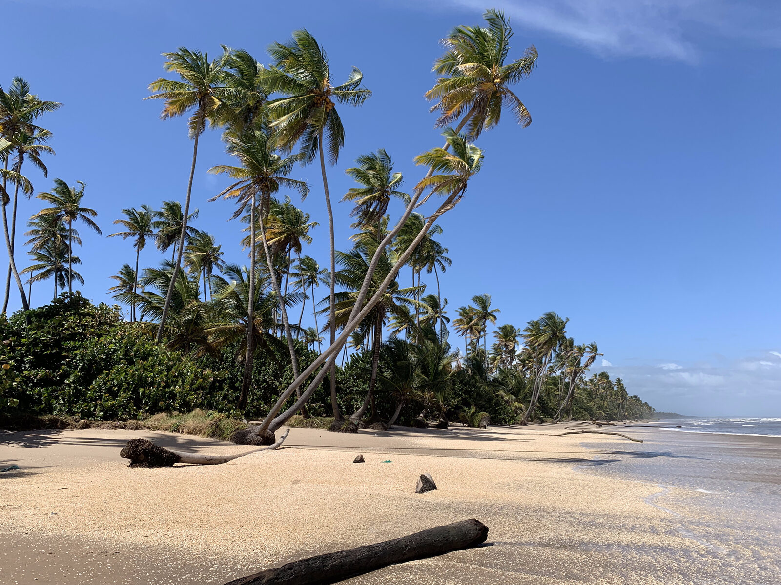 A palm-lined beach on the east coast of Trinidad